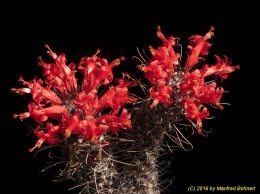 Mammillaria poselgeri 90 